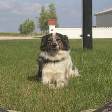 Blanding af racer Trylle<'33