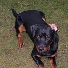 Rottweiler Rocco