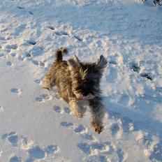 Dvaergschnauzer tulle