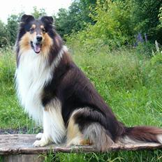 Collie langhåret Samson