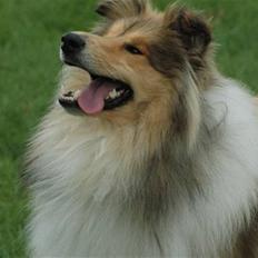 Collie langhåret Belle