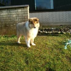 Collie langhåret Belle