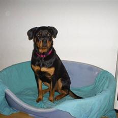 Rottweiler Shanti *R.I.P*