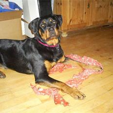 Rottweiler Shanti *R.I.P*