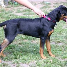 Rottweiler Shanti *R.I.P*