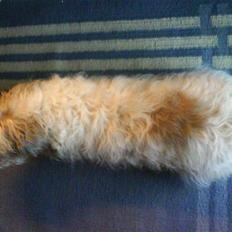 Petit basset griffon wendéen Oliver R.I.P