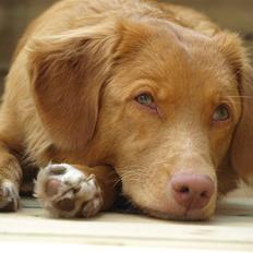 Nova scotia duck tolling retriever Diana 