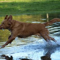 Nova scotia duck tolling retriever Diana 