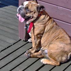 Engelsk bulldog Berta