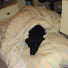 Labrador retriever Joy