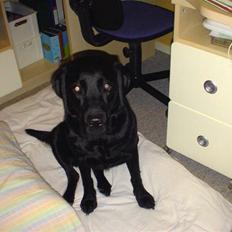Labrador retriever Joy