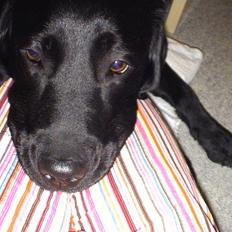 Labrador retriever Joy