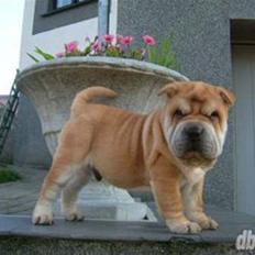 Shar pei Bertil
