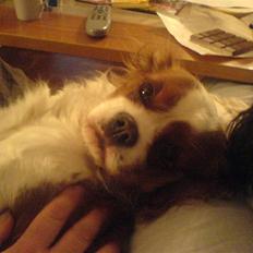 Cavalier king charles spaniel Herdis <3