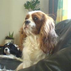 Cavalier king charles spaniel Herdis <3