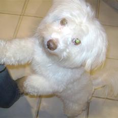 Coton de tulear bamse