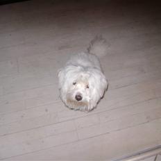 Coton de tulear bamse