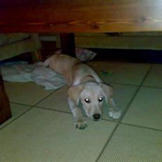 Labrador retriever Cilla