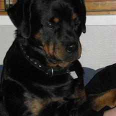 Rottweiler Bamse