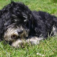 Bichon havanais Kennel Honiahaka's Chogan