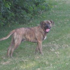 Blanding af racer Chang R.I.P.