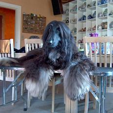 Afghansk mynde Julius