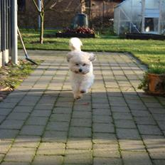 Coton de tulear cosmo(whitebear Fernando)