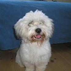 Coton de tulear cosmo(whitebear Fernando)