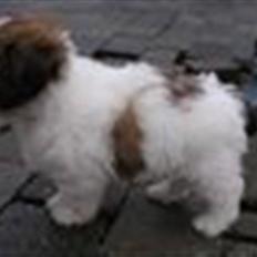 Coton de tulear cosmo(whitebear Fernando)