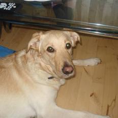 Blanding af racer rex 