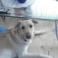 Blanding af racer rex 