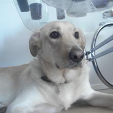 Blanding af racer rex 