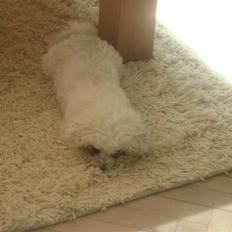 Bichon à poil frisé Lucy Star's Whit Holly