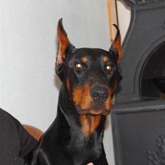 Dobermann ONYX Bene Meritus
