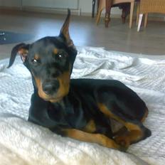 Dobermann ONYX Bene Meritus