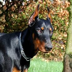 Dobermann ONYX Bene Meritus