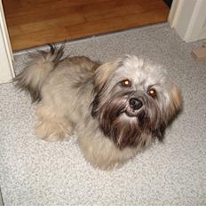Lhasa apso Mudly