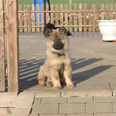 Eurasier Balule Doupel Up