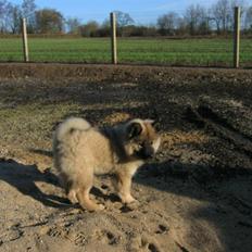 Eurasier Balule Doupel Up