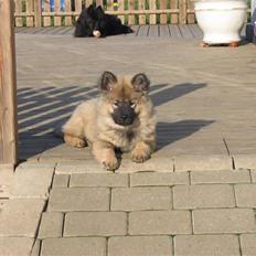 Eurasier Balule Doupel Up