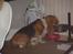 Basset hound columbus - Et hvalpebillede, ja man skal jo spise!