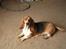 Basset hound columbus - ....og en slapper bagefter!