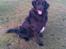 Blanding af racer retriver/newfoundlænder