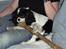 Cavalier king charles spaniel Bergkamp - Himmelhund - hehe... jeg gjorde det så godt jeg kunne, men benet vandt til sidst, måtte give op. Men jeg prøvede da!