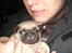 Mops Perle