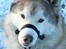 Siberian husky Chinook - Nej, det er ikke en mundkurv, men en hundegrime :o)