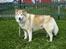 Siberian husky Chinook - Sommer 2006