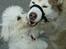 Siberian husky Chinook - 2008: Aiko er meget gladfor Chinook, men hun er jo lidt "ung" for ham..