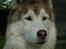 Siberian husky Chinook - Sommer 2006