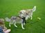 Siberian husky Chinook - Lege med vennerne